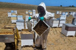 Read more about the article Position Vacant – Experienced Beekeeper